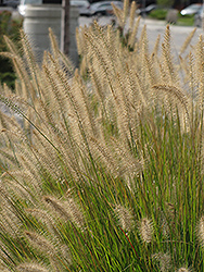 Hameln Dwarf Fountain Grass (Pennisetum alopecuroides 'Hameln') at Make It Green Garden Centre
