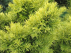 Dwarf Golden Japanese Yew (Taxus cuspidata 'Nana Aurescens') at Make It Green Garden Centre