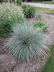 Blue Oat Grass (Helictotrichon sempervirens) at Lurvey Garden Center