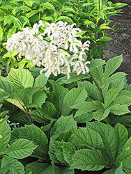 Chestnut Rodgersia (Rodgersia aesculifolia) at Lurvey Garden Center