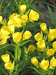 Sundrops (Oenothera fruticosa) at Make It Green Garden Centre