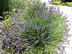 Grosso Lavender (Lavandula x intermedia 'Grosso') at Make It Green Garden Centre