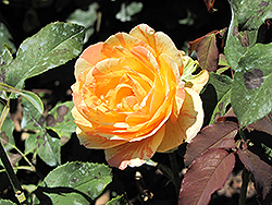 Rainbow Niagara Rose (Rosa 'Rainbow Niagara') at Make It Green Garden Centre
