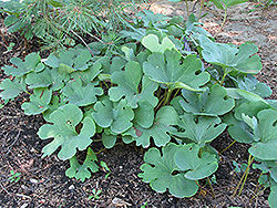 Bloodroot (Sanguinaria canadensis) at Make It Green Garden Centre