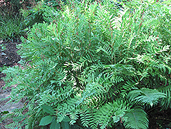 Royal Fern (Osmunda regalis) at Make It Green Garden Centre