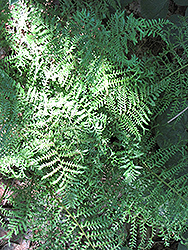 Male Fern (Dryopteris filix-mas) at Make It Green Garden Centre