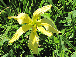 Spider Miracle Daylily (Hemerocallis 'Spider Miracle') at Make It Green Garden Centre