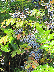 Oregon Grape (Mahonia aquifolium) at Lurvey Garden Center