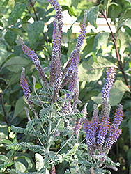 Wild Indigo Bush (Amorpha canescens) at Lurvey Garden Center