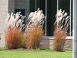 Flame Grass (Miscanthus sinensis 'Purpurascens') at Make It Green Garden Centre