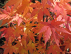 Orange Dream Japanese Maple (Acer palmatum 'Orange Dream') at Make It Green Garden Centre