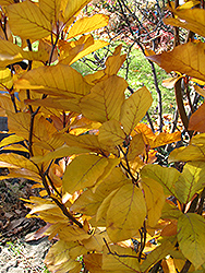 Dawyck Purple Beech (Fagus sylvatica 'Dawyck Purple') at Lurvey Garden Center