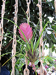 Pink Quill (Tillandsia cyanea) at Make It Green Garden Centre