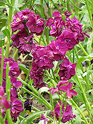 Stock (Matthiola incana) at Make It Green Garden Centre