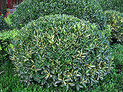 Moonshadow Wintercreeper (Euonymus fortunei 'Moonshadow') at Make It Green Garden Centre