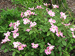 Rugosa Rose (Rosa rugosa) at Lurvey Garden Center