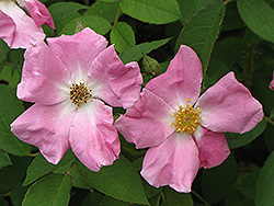 Rugosa Rose (Rosa rugosa) at Make It Green Garden Centre