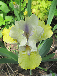 Double Your Fun Iris (Iris 'Double Your Fun') at Make It Green Garden Centre