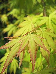 Orange Dream Japanese Maple (Acer palmatum 'Orange Dream') at Lurvey Garden Center