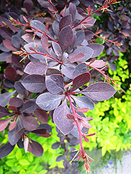 Red Leaf Japanese Barberry (Berberis thunbergii 'Atropurpurea') at Lurvey Garden Center