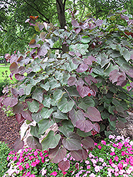 Forest Pansy Redbud (Cercis canadensis 'Forest Pansy') at Make It Green Garden Centre