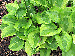 Grand Tiara Hosta (Hosta 'Grand Tiara') at Lurvey Garden Center