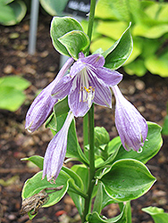 Grand Tiara Hosta (Hosta 'Grand Tiara') at Lurvey Garden Center