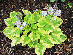 Summer Breeze Hosta (Hosta 'Summer Breeze') at Make It Green Garden Centre