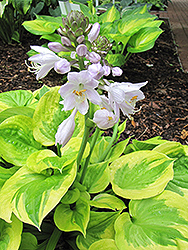 Summer Breeze Hosta (Hosta 'Summer Breeze') at Make It Green Garden Centre