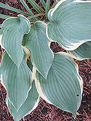 Regal Splendor Hosta (Hosta 'Regal Splendor') at Make It Green Garden Centre