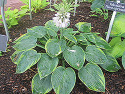 Flavocircinalis Hosta (Hosta 'Tokudama Flavocircinalis') at Make It Green Garden Centre