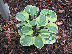 Frosted Mouse Ears Hosta (Hosta 'Frosted Mouse Ears') at Make It Green Garden Centre