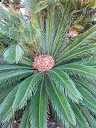 Japanese Sago Palm (Cycas revoluta) at Make It Green Garden Centre