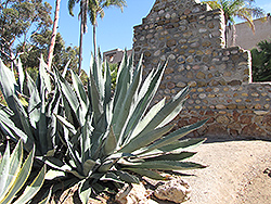 Century Plant (Agave americana) at Make It Green Garden Centre