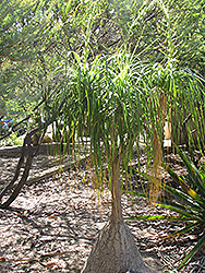 Pony Tail Palm (Beaucarnea recurvata) at Make It Green Garden Centre