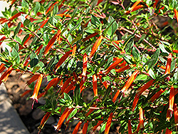 Firecracker Plant (Cuphea ignea) at Make It Green Garden Centre