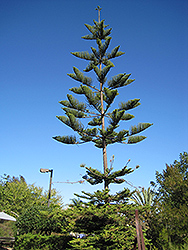 Norfolk Island Pine (Araucaria heterophylla) at Make It Green Garden Centre