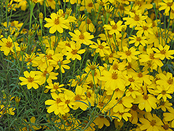 Zagreb Tickseed (Coreopsis verticillata 'Zagreb') at Make It Green Garden Centre