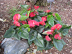 Anthurium (Anthurium andraeanum) at Make It Green Garden Centre