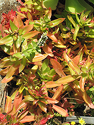 Campfire Crassula (Crassula capitella 'Campfire') at Make It Green Garden Centre