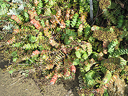 String Of Buttons (Crassula perforata) at Make It Green Garden Centre