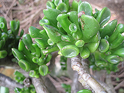 Gollum Jade Plant (Crassula ovata 'Gollum') at Make It Green Garden Centre