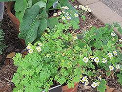 Feverfew (Tanacetum parthenium) at Make It Green Garden Centre