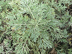 Powis Castle Artemesia (Artemisia 'Powis Castle') at Make It Green Garden Centre