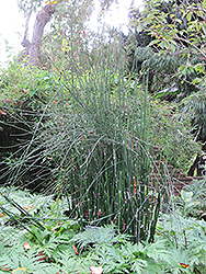 Horsetail (Equisetum hyemale) at Make It Green Garden Centre