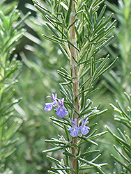 Tuscan Blue Rosemary (Rosmarinus officinalis 'Tuscan Blue') at Make It Green Garden Centre