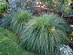 Moudry Fountain Grass (Pennisetum alopecuroides 'Moudry') at Make It Green Garden Centre