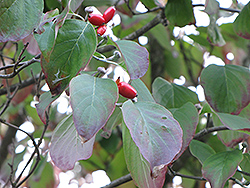 Cherokee Chief Flowering Dogwood (Cornus florida 'Cherokee Chief') at Lurvey Garden Center