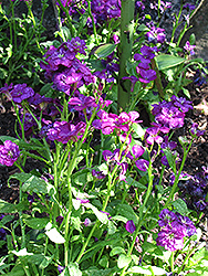 Harmony Purple Stock (Matthiola incana 'Harmony Purple') at Make It Green Garden Centre