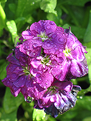 Harmony Purple Stock (Matthiola incana 'Harmony Purple') at Make It Green Garden Centre